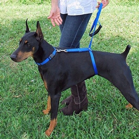 Dog training - lead pull correctionCollars & Leads
