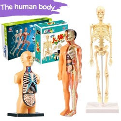Torso umano/scheletro - anatomia del modello - organi interni medici - per l'insegnamento