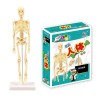 Torso umano/scheletro - anatomia del modello - organi interni medici - per l'insegnamento