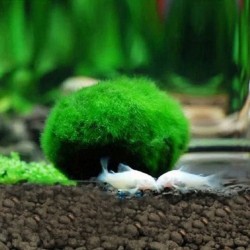 Mini boule de mousse pour aquarium - nano plante décorative