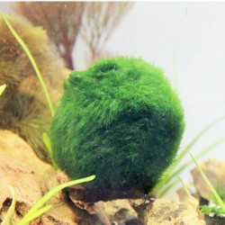 Mini boule de mousse pour aquarium - nano plante décorative